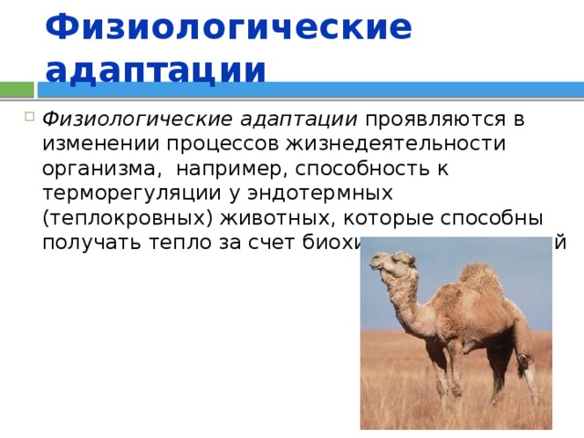 Физиологические адаптации Физиологические адаптации проявляются в изменении процессов жизнедеятельности организма, например, способность к терморегуляции у эндотермных (теплокровных) животных, которые способны получать тепло за счет биохимических реакций 
