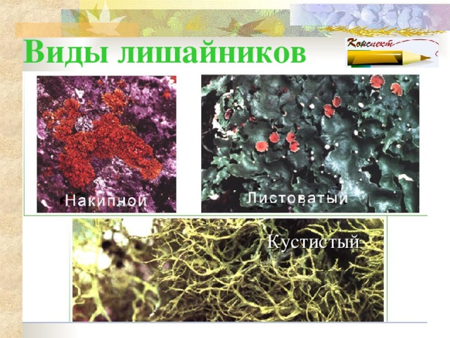Виды лишайников Кустистый  