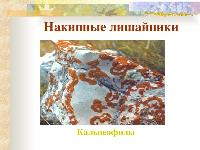  Накипные лишайники Кальцеофилы  