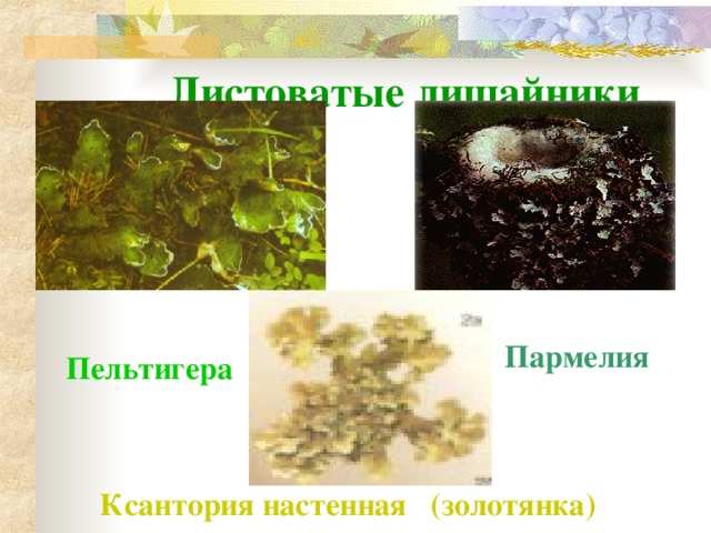  Листоватые лишайники Пармелия Пельтигера  Ксантория настенная (золотянка)  