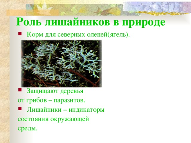 Роль лишайников в природе Корм для северных оленей(ягель).     Защищают деревья от грибов – паразитов. Лишайники – индикаторы состояния окружающей среды.  