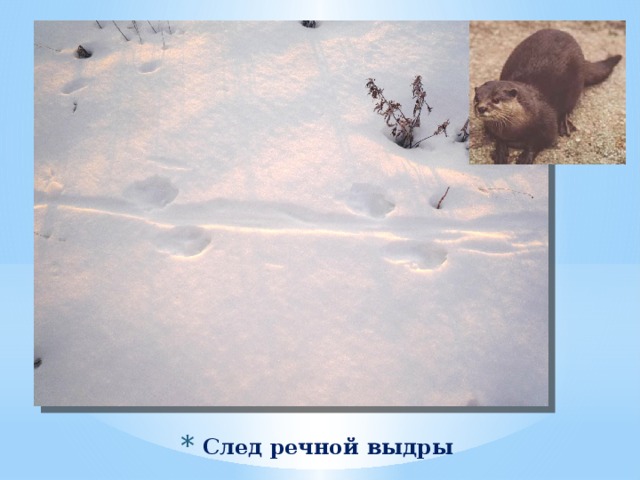 След речной выдры 