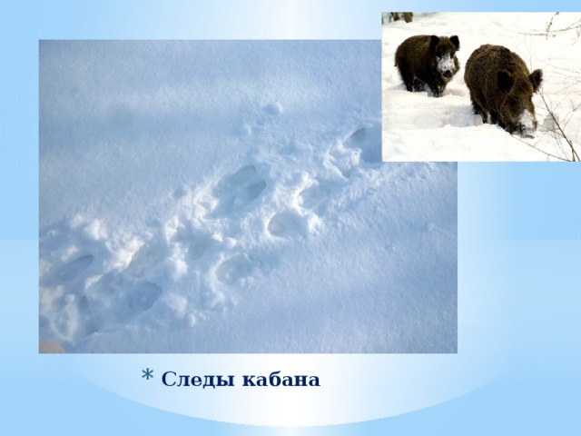 Следы кабана 