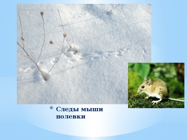 Следы мыши полевки 