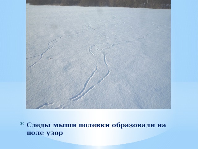 Следы мыши полевки образовали на поле узор 