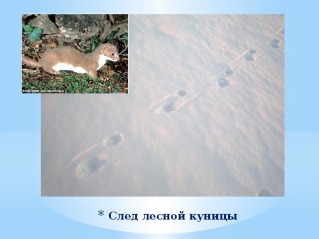 След лесной куницы 