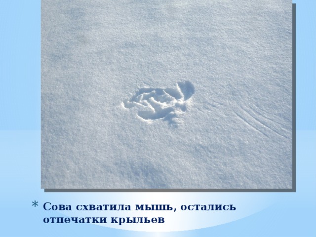 Сова схватила мышь, остались отпечатки крыльев 