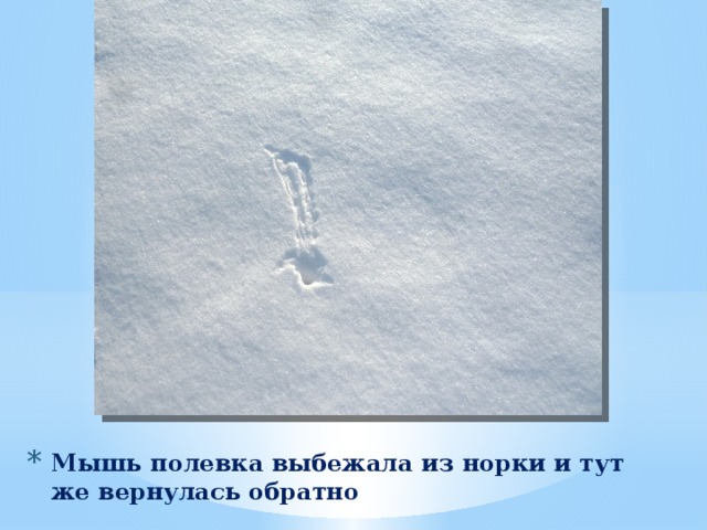 Мышь полевка выбежала из норки и тут же вернулась обратно 
