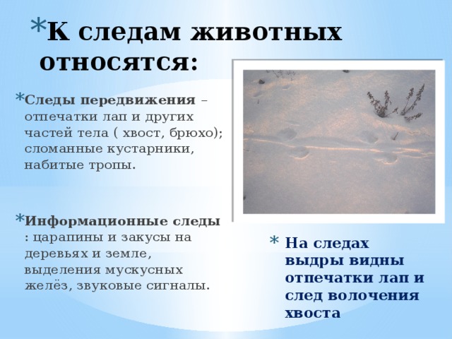 К следам животных относятся:  Следы передвижения – отпечатки лап и других частей тела ( хвост, брюхо); сломанные кустарники, набитые тропы. Информационные следы : царапины и закусы на деревьях и земле, выделения мускусных желёз, звуковые сигналы. На следах выдры видны отпечатки лап и след волочения хвоста 