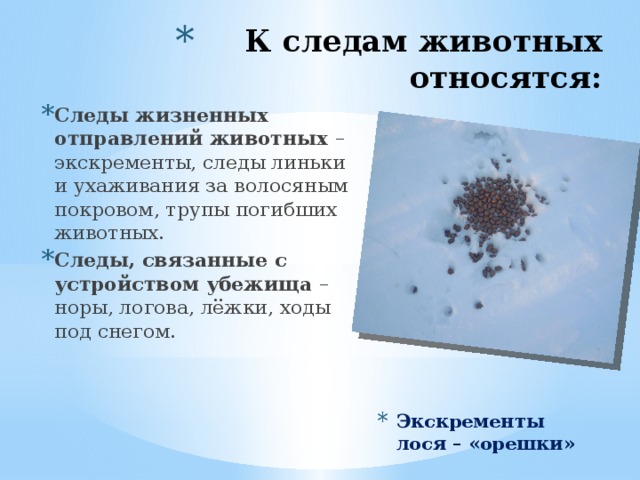 К следам животных относятся: Следы жизненных отправлений животных – экскременты, следы линьки и ухаживания за волосяным покровом, трупы погибших животных. Следы, связанные с устройством убежища – норы, логова, лёжки, ходы под снегом. Экскременты лося – «орешки» 