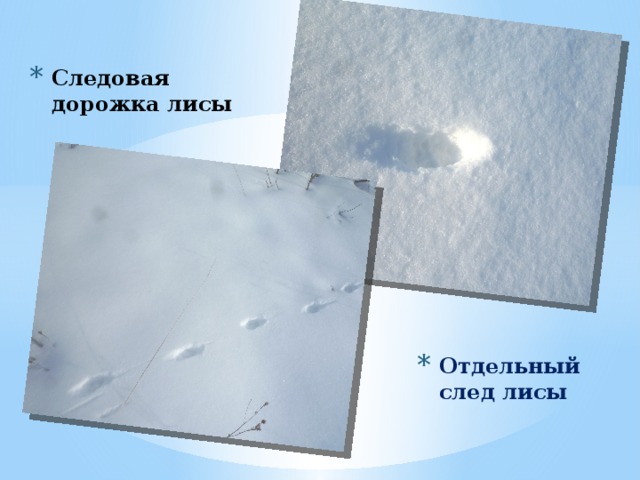 Следовая дорожка лисы Отдельный след лисы 