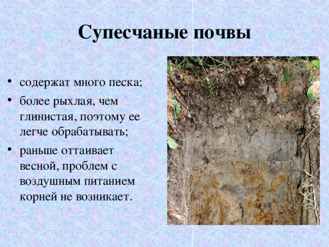Супесчаные почвы
