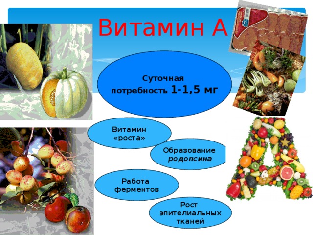 Витамин А Суточная потребность 1-1,5 мг  Витамин «роста» Образование родопсина Работа ферментов Рост  эпителиальных тканей
