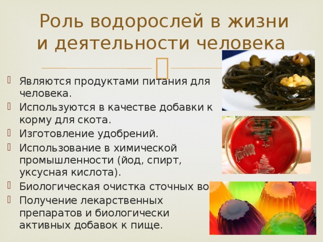   Роль водорослей в жизни и деятельности человека