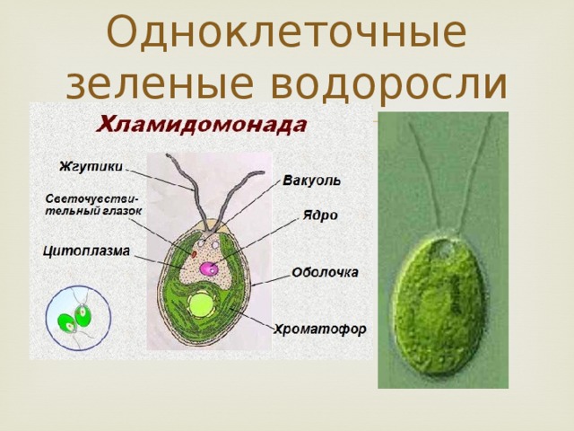 Одноклеточные зеленые водоросли