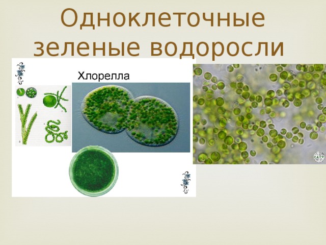 Одноклеточные зеленые водоросли