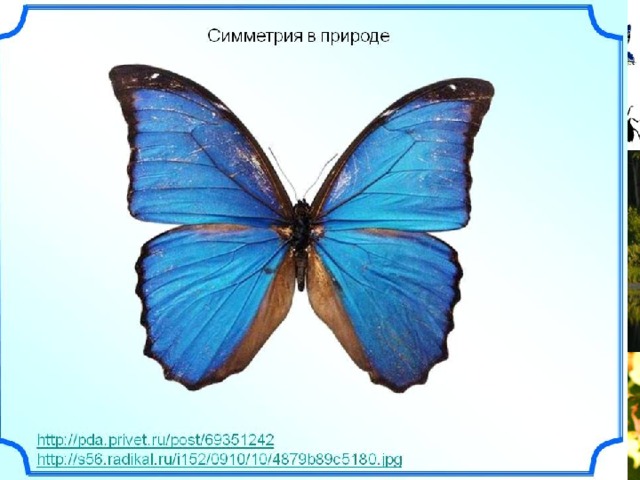 Симметрия в природе 