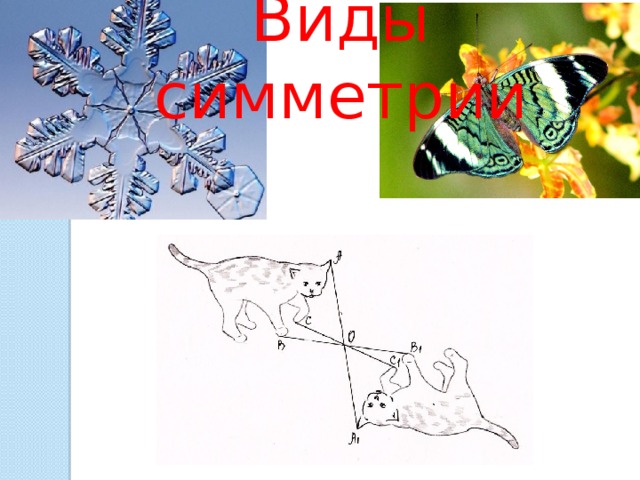 Виды симметрии 