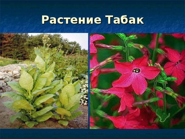 Растение Табак  