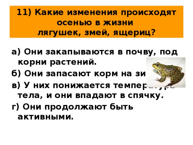 11) Какие изменения происходят осенью в жизни  лягушек, змей, ящериц? а) Они закапываются в почву, под корни растений. б) Они запасают корм на зиму. в) У них понижается температура тела, и они впадают в спячку. г) Они продолжают быть активными. 