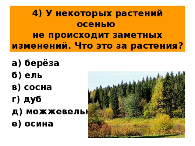 4) У некоторых растений осенью  не происходит заметных изменений. Что это за растения? а) берёза б) ель в) сосна г) дуб д) можжевельник е) осина 