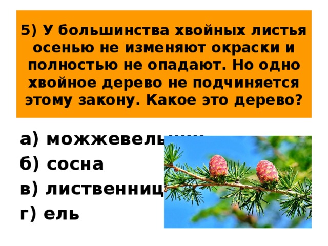 5) У большинства хвойных листья осенью не изменяют окраски и полностью не опадают. Но одно хвойное дерево не подчиняется этому закону. Какое это дерево? а) можжевельник б) сосна в) лиственница г) ель 