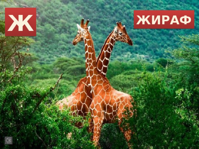 Ж ЖИРАФ