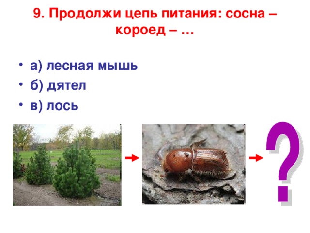 9. Продолжи цепь питания: сосна – короед – …   а) лесная мышь б) дятел в) лось  