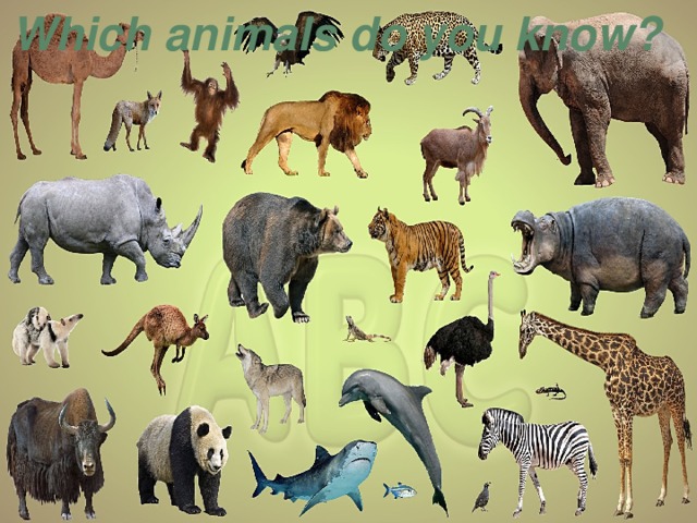 Which animals do you know?  