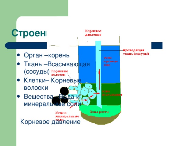 Строение корня Орган –корень Ткань –Всасывающая (сосуды) Клетки– Корневые волоски Вещества –Вода и минеральные соли  Корневое давление 