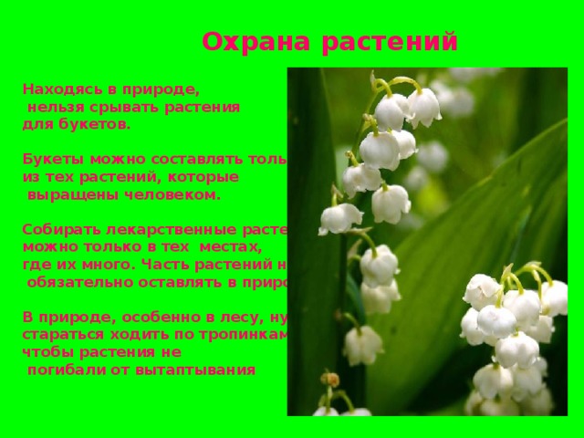 Охрана растений Находясь в природе,  нельзя срывать растения для букетов.  Букеты можно составлять только из тех растений, которые  выращены человеком.  Собирать лекарственные растения можно только в тех местах, где их много. Часть растений нужно  обязательно оставлять в природе.  В природе, особенно в лесу, нужно стараться ходить по тропинкам, чтобы растения не  погибали от вытаптывания 