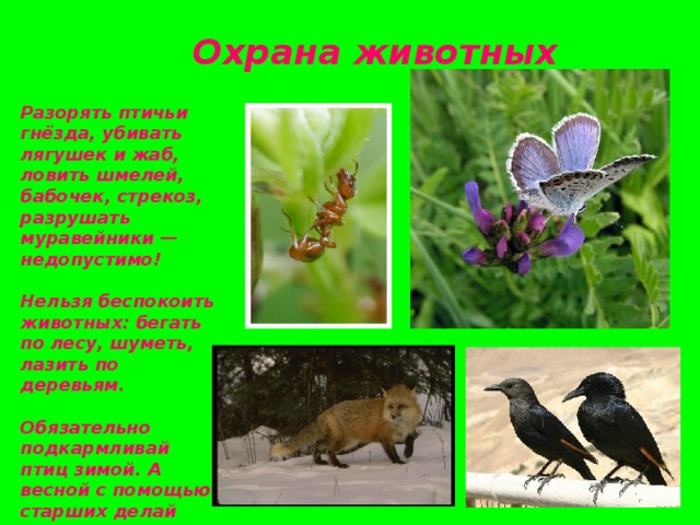  Охрана животных Разорять птичьи гнёзда, убивать лягушек и жаб, ловить шмелей, бабочек, стрекоз, разрушать муравейники — недопустимо!  Нельзя беспокоить животных: бегать по лесу, шуметь, лазить по деревьям.  Обязательно подкармливай птиц зимой. А весной с помощью старших делай для них домики. 