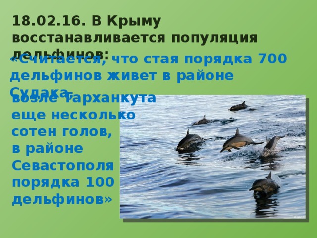 18.02.16. В Крыму восстанавливается популяция дельфинов: «Считается, что стая порядка 700 дельфинов живет в районе Судака, возле Тарханкута еще несколько сотен голов, в районе Севастополя порядка 100 дельфинов» 