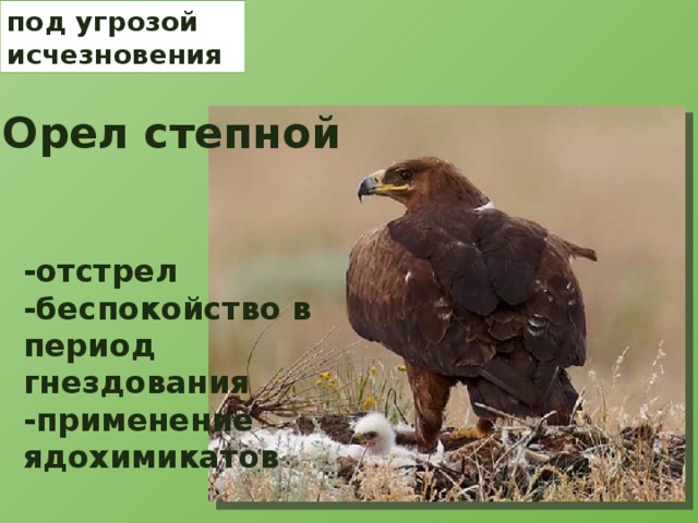 под угрозой исчезновения Орел степной -отстрел -беспокойство в период гнездования -применение ядохимикатов 