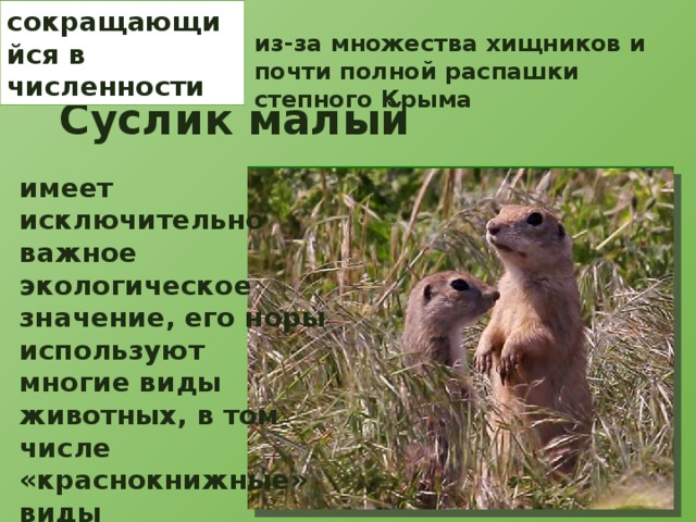 сокращающийся в численности из-за множества хищников и почти полной распашки степного Крыма Суслик малый имеет исключительно важное экологическое значение, его норы используют многие виды животных, в том числе «краснокнижные» виды степных шмелей. 