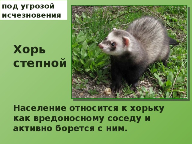 под угрозой исчезновения Хорь степной Население относится к хорьку как вредоносному соседу и активно борется с ним. 
