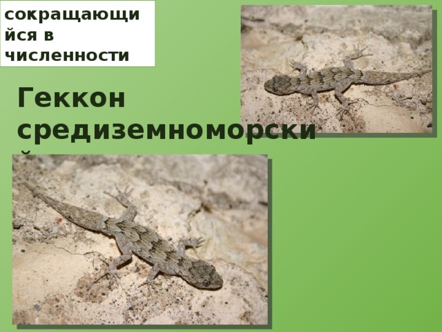 сокращающийся в численности Геккон средиземноморский 