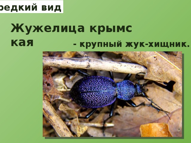 редкий вид Жужелица крымская   - крупный жук-хищник. 