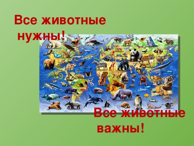 Все животные нужны! Все животные важны! 