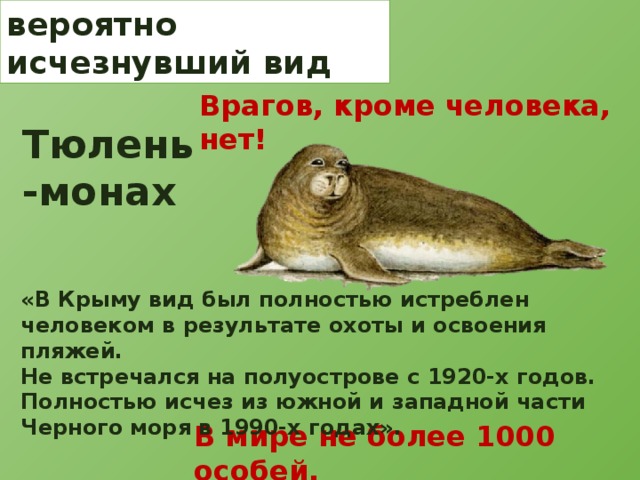 вероятно исчезнувший вид  Врагов, кроме человека, нет!  Тюлень -монах «В Крыму вид был полностью истреблен человеком в результате охоты и освоения пляжей. Не встречался на полуострове с 1920-х годов. Полностью исчез из южной и западной части Черного моря в 1990-х годах». В мире не более 1000 особей.  