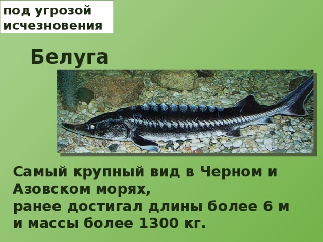 под угрозой исчезновения Белуга Самый крупный вид в Черном и Азовском морях, ранее достигал длины более 6 м и массы более 1300 кг. 
