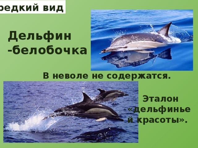 редкий вид Дельфин -белобочка В неволе не содержатся.  Эталон «дельфиньей красоты». 