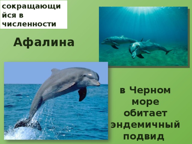 сокращающийся в численности Афалина в Черном море обитает эндемичный подвид 
