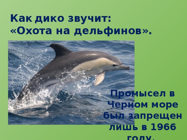 Как  дико звучит: «Охота на дельфинов». Промысел в Черном море был запрещен лишь в 1966 году.  