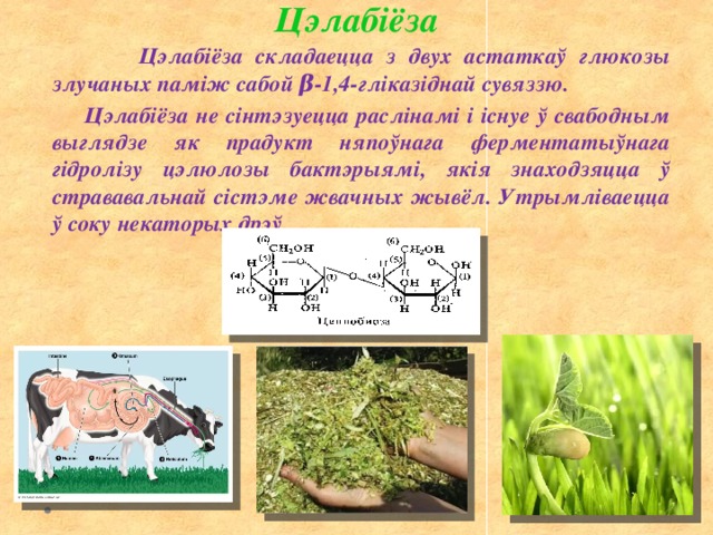 Цэлабіёза  Цэлабіёза складаецца з двух астаткаў глюкозы злучаных паміж сабой β-1,4-гліказіднай сувяззю.  Цэлабіёза не сінтэзуецца раслінамі і існуе ў свабодным выглядзе як прадукт няпоўнага ферментатыўнага гідролізу цэлюлозы бактэрыямі, якія знаходзяцца ў стрававальнай сістэме жвачных жывёл. Утрымліваецца ў соку некаторых дрэў. 