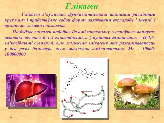 Глікаген  Глікаген з’яўляецца функцыянальным аналагам расліннага крухмалу і прадстаўляе сабой форму захоўвання вугляроду і энергіі ў арганізме жывёл і чалавека.  Па будове глікаген падобны да амілапектыну, у асноўных ланцугах астаткі звязаны α-1,4-гліказіднымі, а ў пунктах галінавання – α-1,6-гліказіднымі сувязямі. Але малекула глікагену мае разгалінаванасць у два разы большую, чым малекула амілапектыну. Мr – 10000-100000000. 