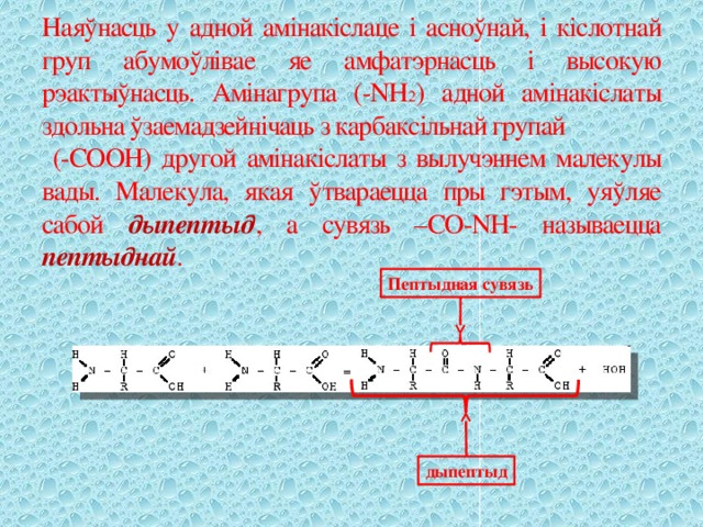 Наяўнасць у адной амінакіслаце і асноўнай, і кіслотнай груп абумоўлівае яе амфатэрнасць і высокую рэактыўнасць. Амінагрупа (-NH 2 ) адной амінакіслаты здольна ўзаемадзейнічаць з карбаксільнай групай (-СООН) другой амінакіслаты з вылучэннем малекулы вады. Малекула, якая ўтвараецца пры гэтым, уяўляе сабой дыпептыд , а сувязь –СО-NH- называецца пептыднай . Пептыдная сувязь дыпептыд 
