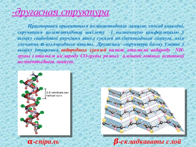 -другасная структура  Прасторавая арыентацыя поліпептыднага ланцуга, спосаб упакоўкі, скручвання поліпептыднага шкілету ў вызначаную канфармацыю ў выніку свабоднага вярчэння вакол сувязей поліпептыднага ланцуга, якія злучаюць α-вугляродныя атамы. Другасная структура бялку ўзнікае ў выніку ўтварэння вадародных сувязей паміж атамамі вадароду NН-групы і атамам кіслароду СО-групы розных амінакіслотных астаткаў поліпептыднага ланцуга.  α-спіраль β-складкаваты слой 