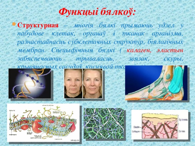 Функцыі бялкоў: Структурная  – многія бялкі прымаюць удзел у пабудове клетак, органаў і тканак арганізма, разнастайнасць субклетачных структур, біялагічных мембран. Спецыфічныя бялкі ( калаген, эластын забяспечваюць трываласць, звязак, скуры, крывяносных сасудаў, касцявой тканкі …)  