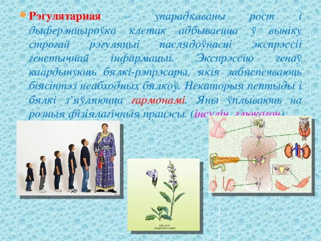 Рэгулятарная – упарадкаваны рост і дыферэнцыроўка клетак адбываецца ў выніку строгай рэгуляцыі паслядоўнасці экспрэссіі генетычнай інфармацыі. Экспрэссію генаў каардынуюць бялкі-рэпрэсары, якія забяспечваюць біясінтэз неабходных бялкоў. Некаторыя пептыды і бялкі з’яўляюцца гармонамі . Яны ўплываюць на розныя фізіялагічныя працэсы. ( інсулін, глюкагон ). 